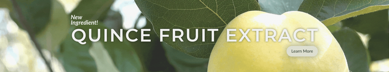 Learn More: Quince Fruit Extract