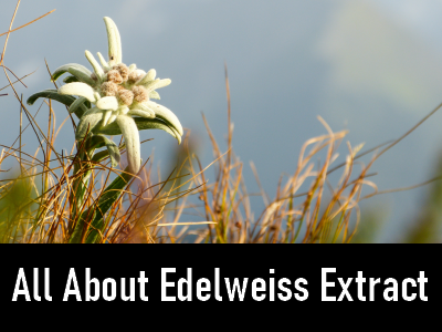 Manufacture of Edelweiss Extract