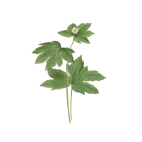 Goldenseal Extract image number null