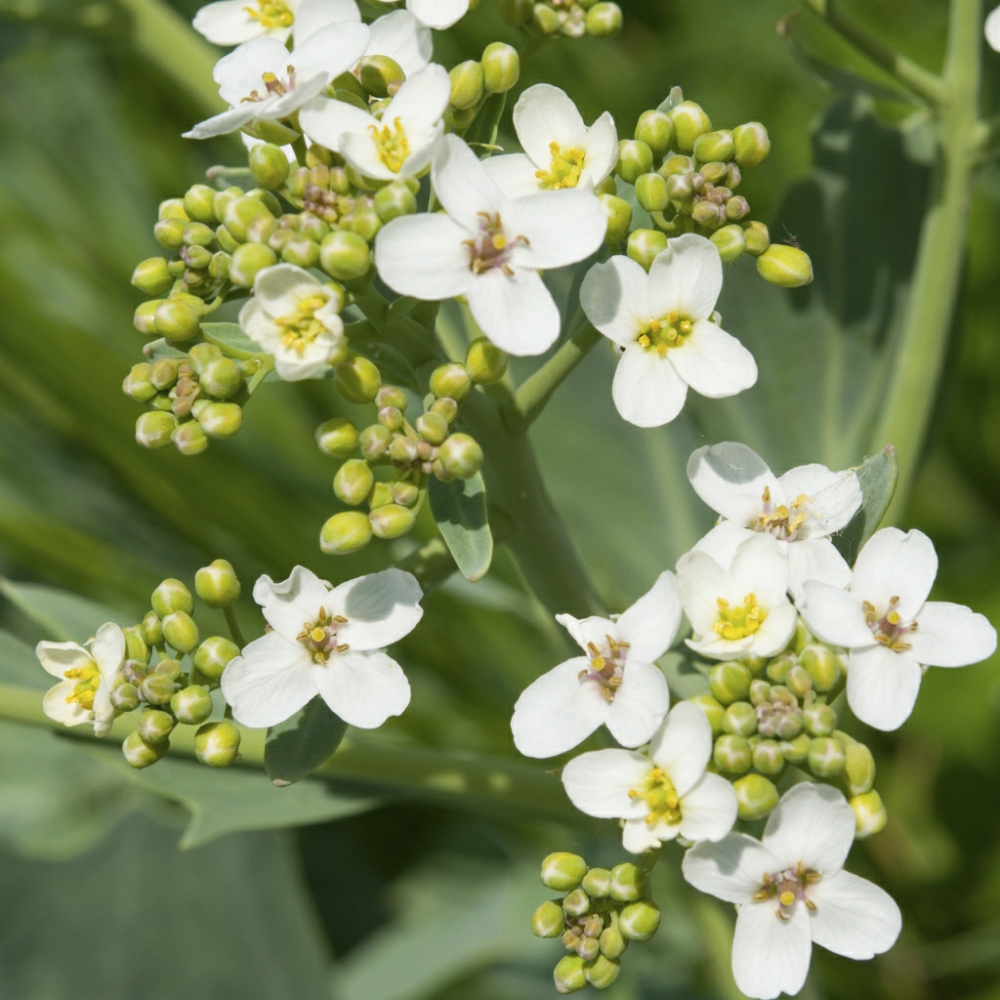 Abyssinian Oil For Sale | Natural Crambe Seed Oil | Making Cosmetics ...