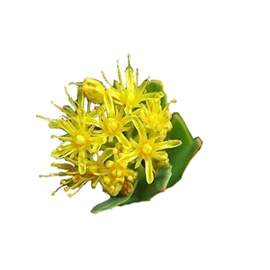 Rhodiola HairActive image number 2