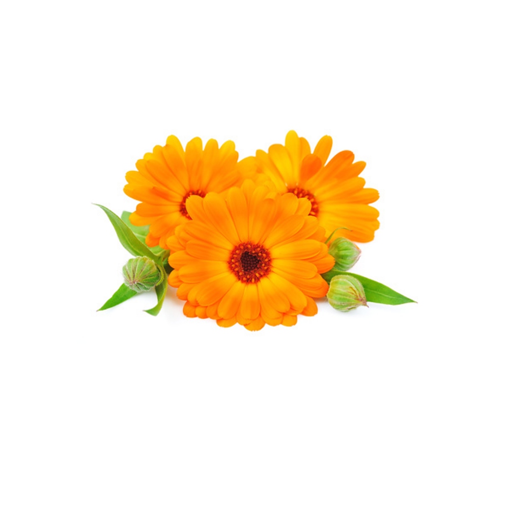Calendula Extract image number null