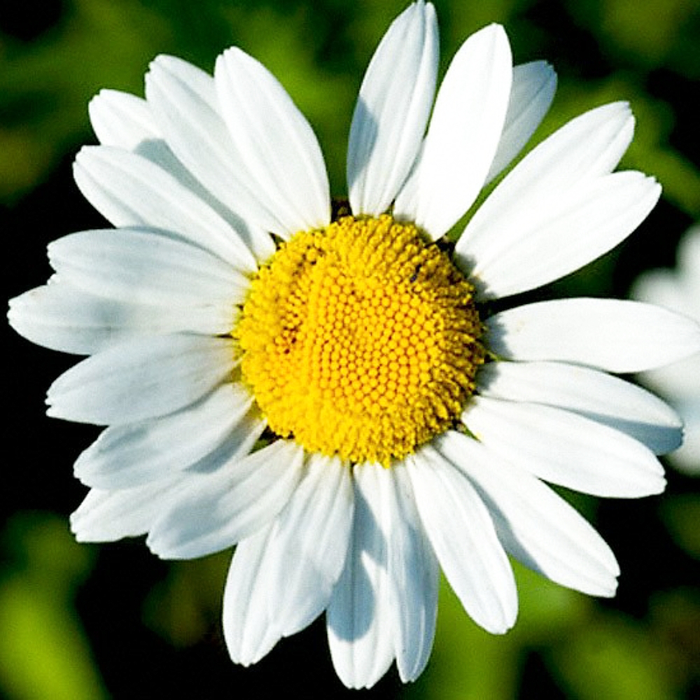Chamomile Flower Extract image number null