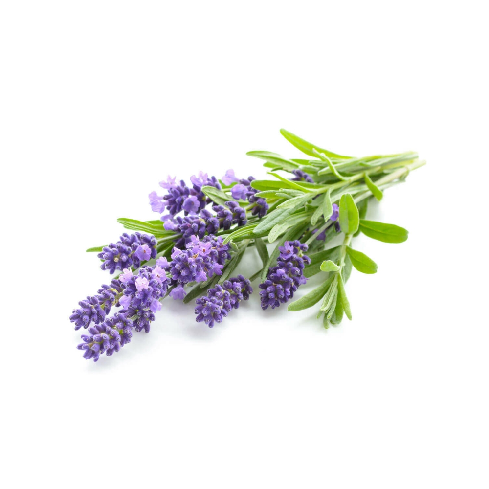 Lavender Hydrosol, USDA Certified Organic image number null