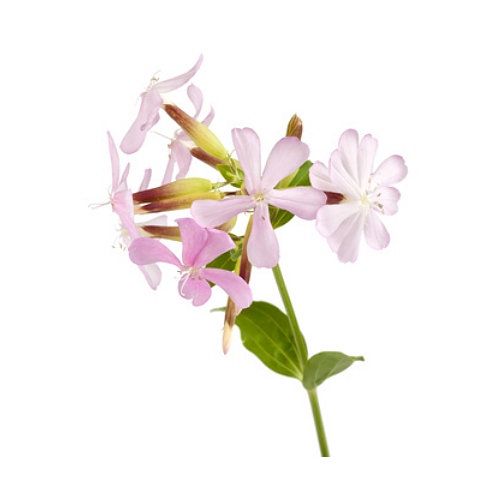 Soapwort Extract image number null