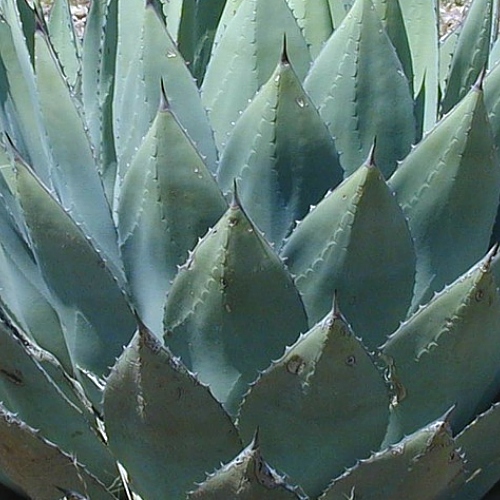 Agave Extract Skin Care Benefits Ingredients Making Cosmetics