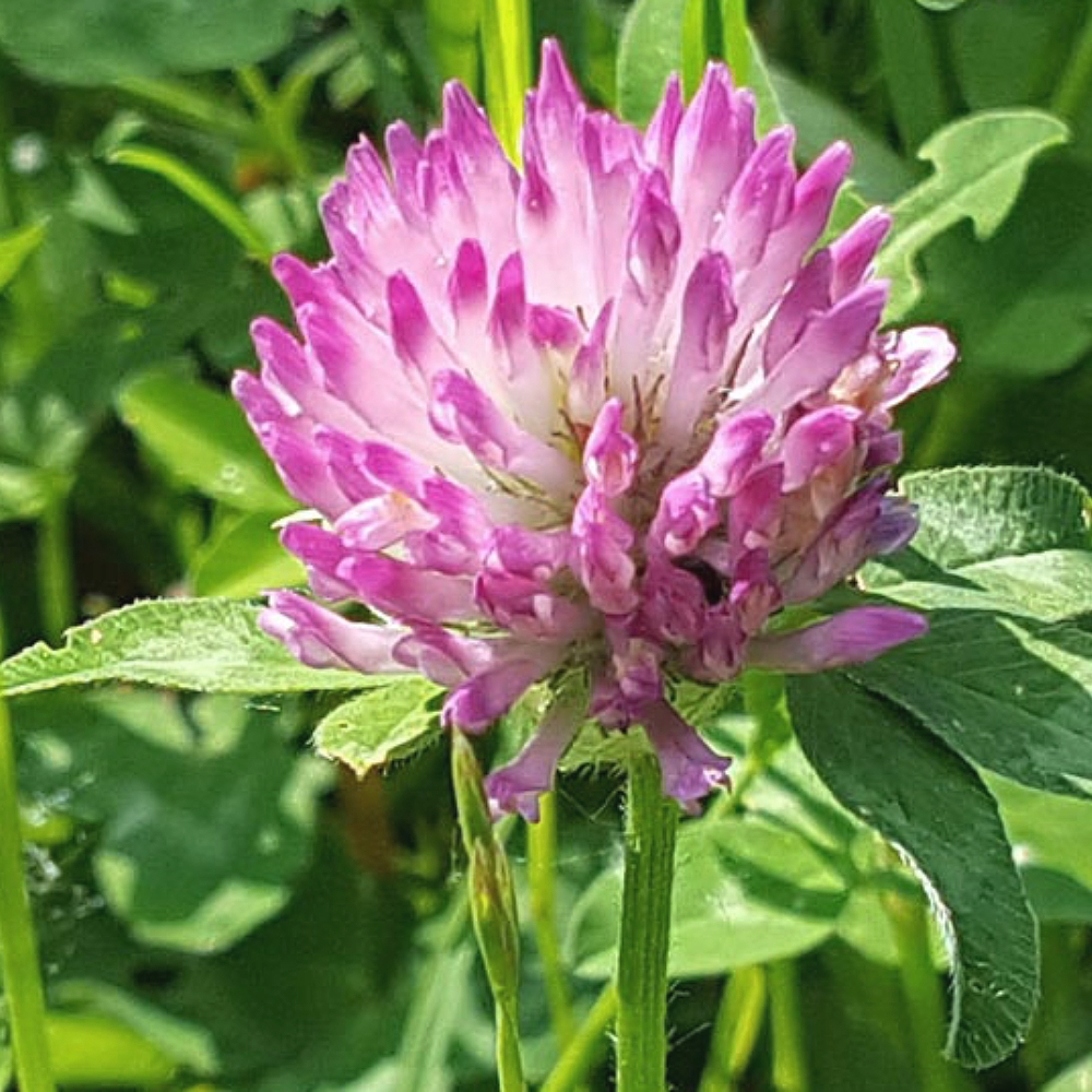 Red Clover Blossom Extract image number null