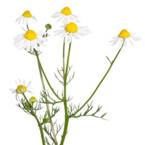 Chamomile Essence Water image number null