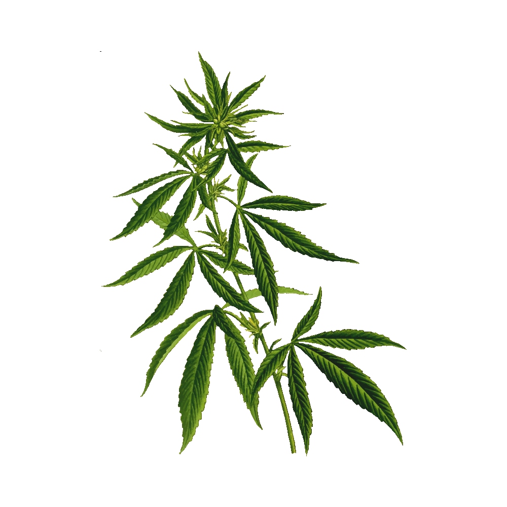 CBD Isolate (Cannabidiol) image number null