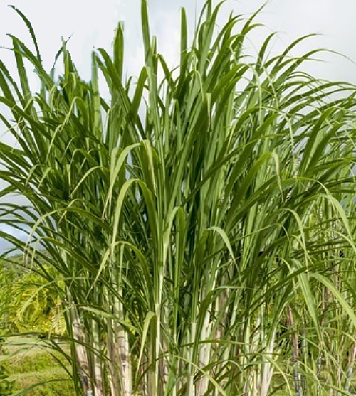 Sugarcane Extract image number null