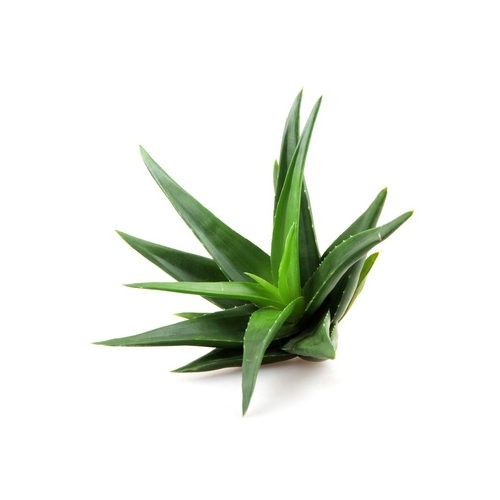 Aloe Vera Palmitate image number null