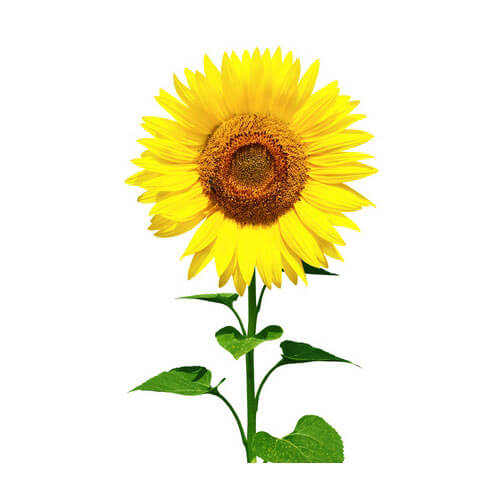 Sunflower Oil, USDA Certified Organic 926 MakingCosmetics