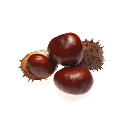 Horse Chestnut Extract image number null