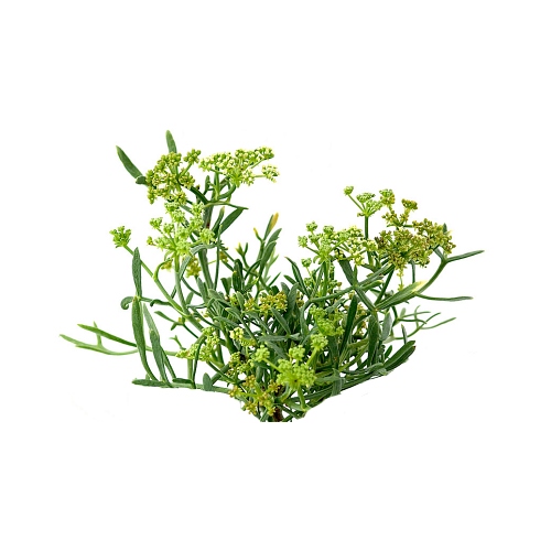 Sea Fennel Extract image number null
