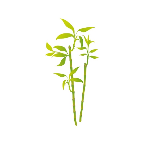 Bamboo Extract in Safflower Oil image number null