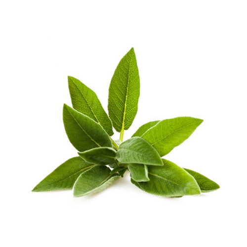 Sage Extract 19 MakingCosmetics