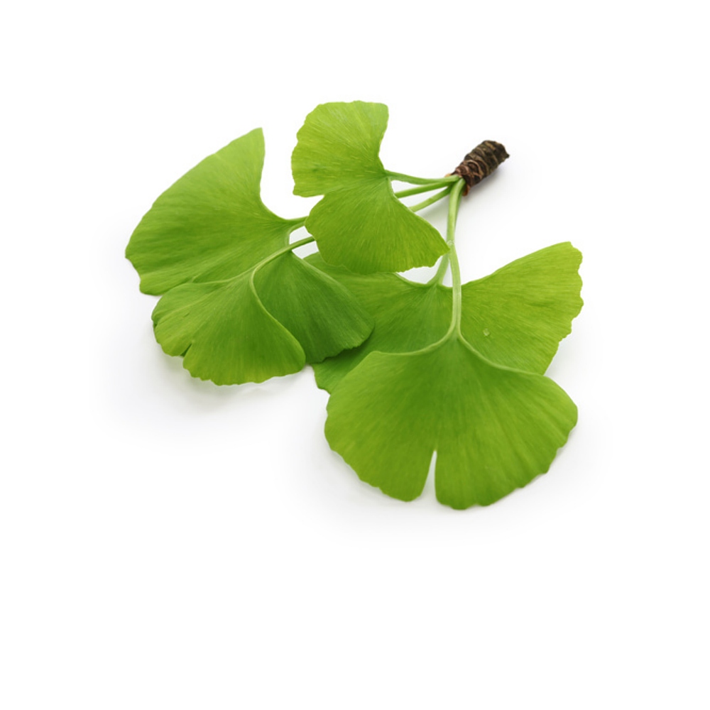 Organic Ginkgo Biloba Leaf Extract Cosmetic Ingredients