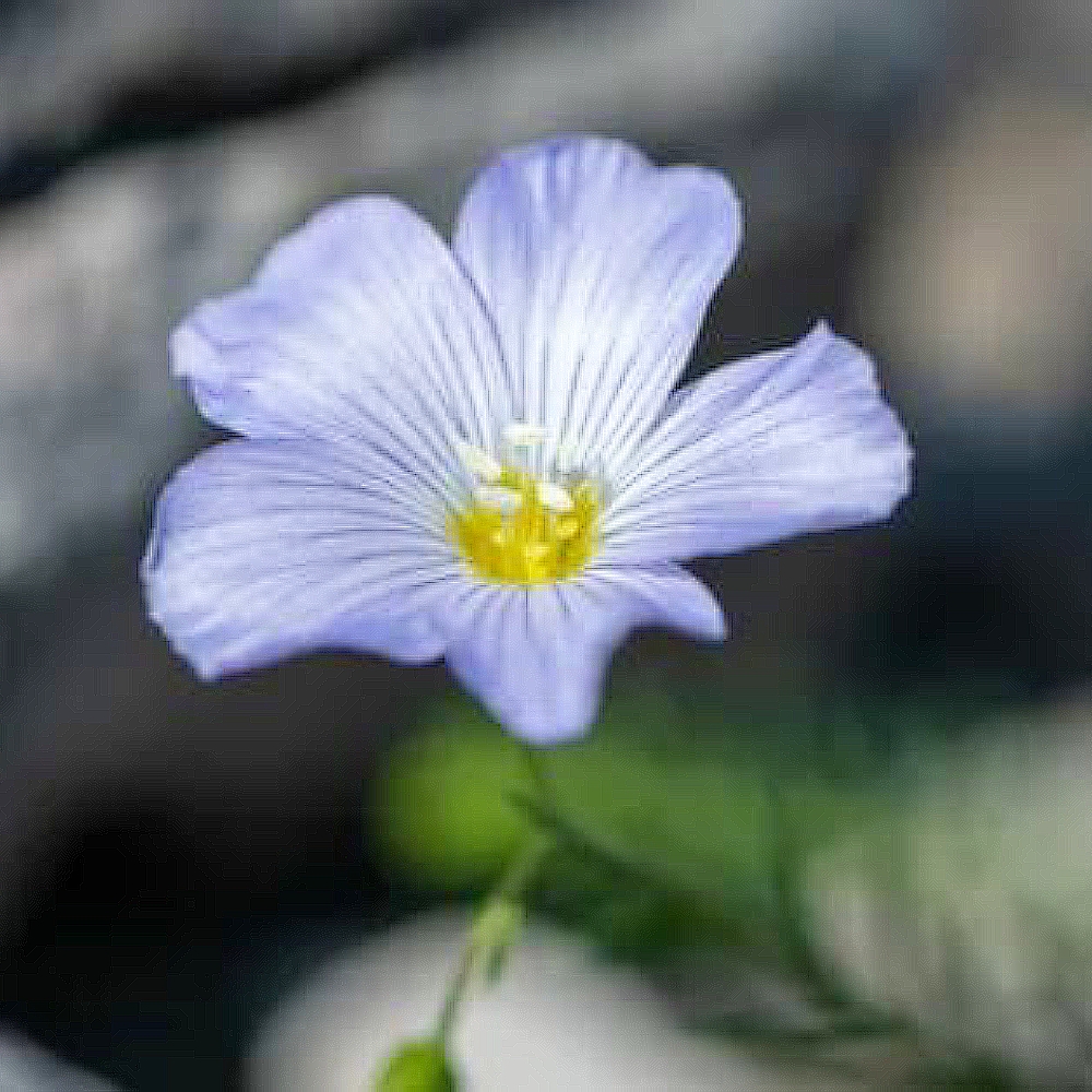 Blue Flax Extract image number null